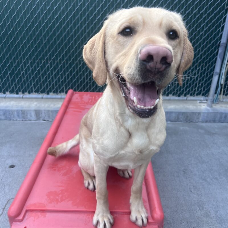 Sycamore is sitting on a red play structure in community run. He is looking at the camera with his mouth open in a happy smile.