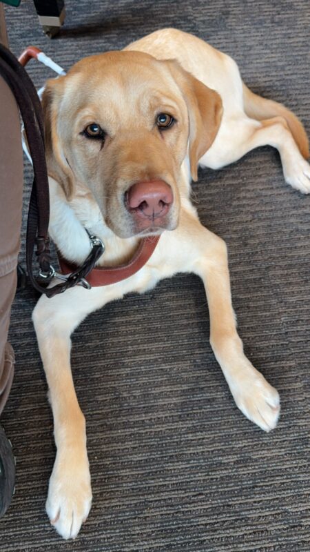 Thumper lays looking at the camera settled at a coffee shop destination. He is wearing his harness and there is a leather leash attached to his collar.