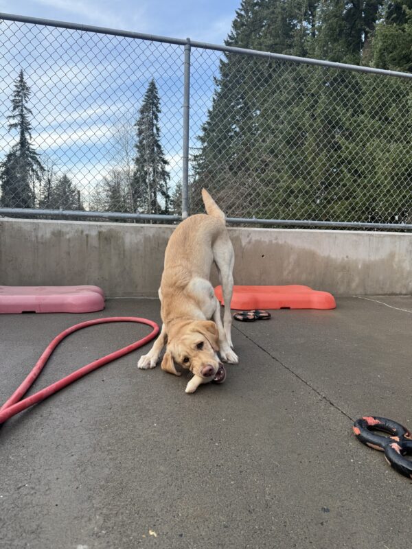 Thumper chews on a bone in the community run area. His front end is crouched down to the ground with his hind end up in the air. There are tug toys and plastic play structures around him and chain link fencing and trees in the background.