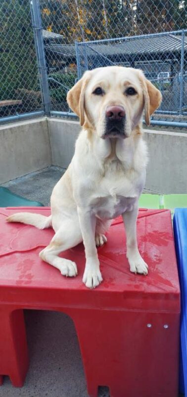 Tilly is looking intently at the camera while sitting on a red play structure in the community run area.