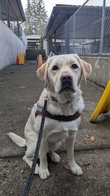 Tilly is sitting in front of the camera and is wearing her harness. Behind her is the obstacle course on campus.