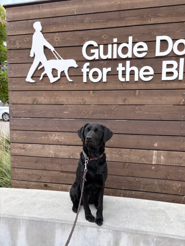 Twig sits on the cement wall in front of the wooden GDB sign on campus