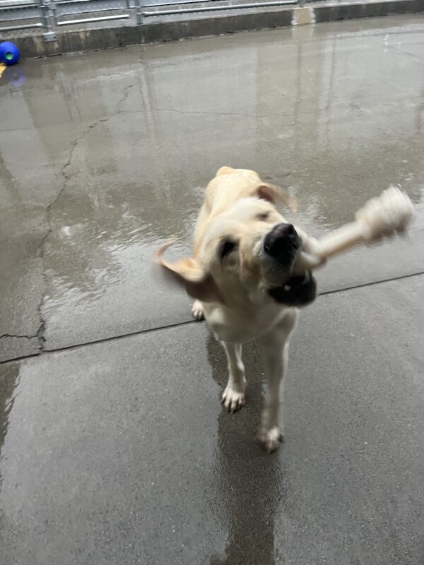 Valla is pictured holding a bone in a community run yard on campus. She is shaking off causing the picture to be blurred.
