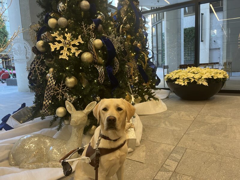 Valla is pictured wearing her harness and sitting in front of a Christmas tree.