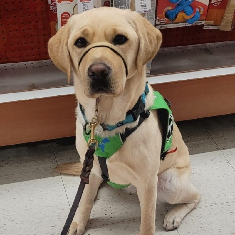 Vicki sitting attentively in front of a rack of dog toys in a store