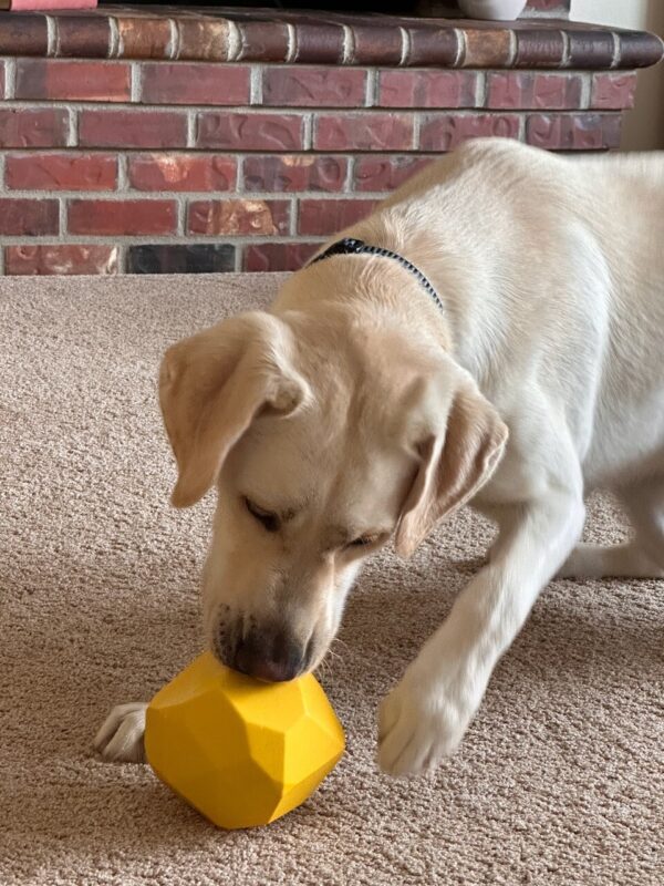 A photo of Vonny, a light yellow Labrador Retriever, playing with a yellow food-dispensing toy. He is in a carpeted room and a brick fireplace mantel is in the background.