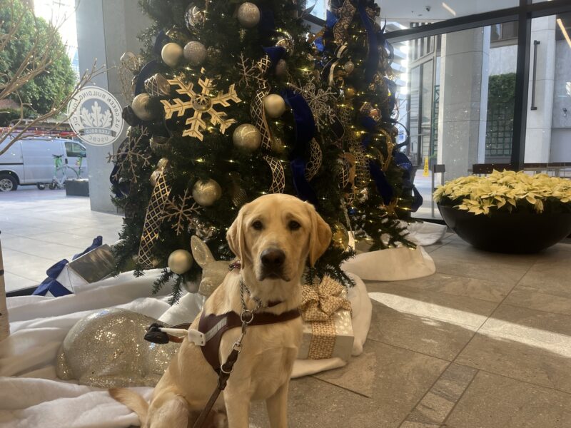 Wally is pictured wearing his harness and sitting in front of a Christmas tree.