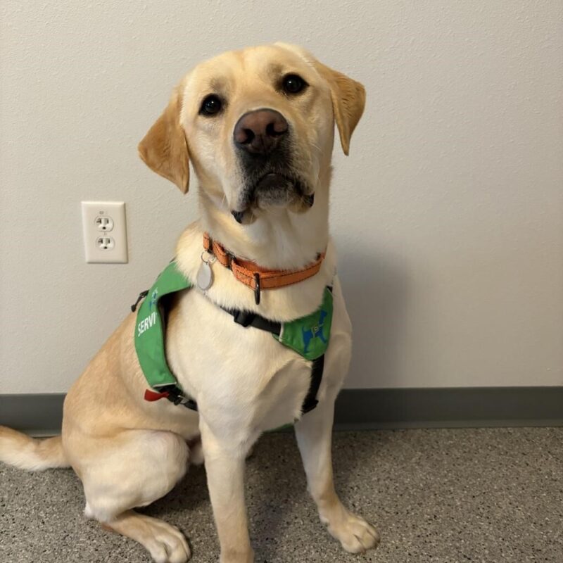 Yellow Lab Williams in his green service vest and orange collar looking attentively at the camera