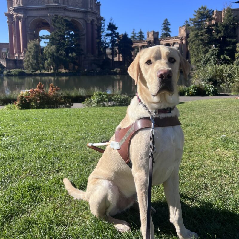 Wingman is sitting in front of the Palace of Fine Arts in San Francisco. He is wearing his harness and is looking at the camera with a focused expression on his face.