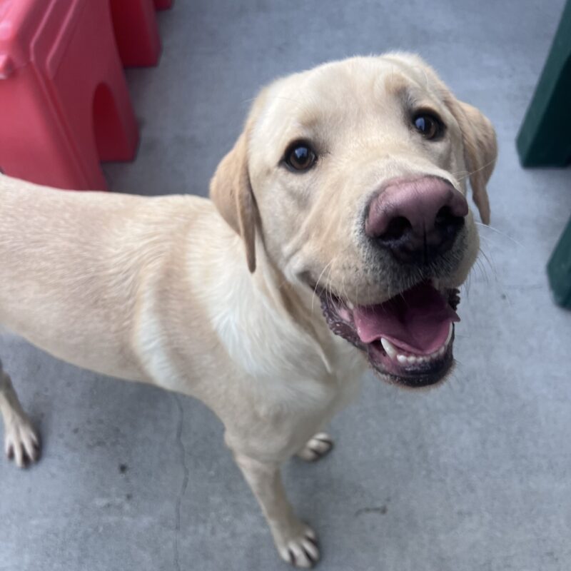 Wingman is standing in community run and looking up at the camera with his mouth open in a happy smile. There are red and green play structures behind him.