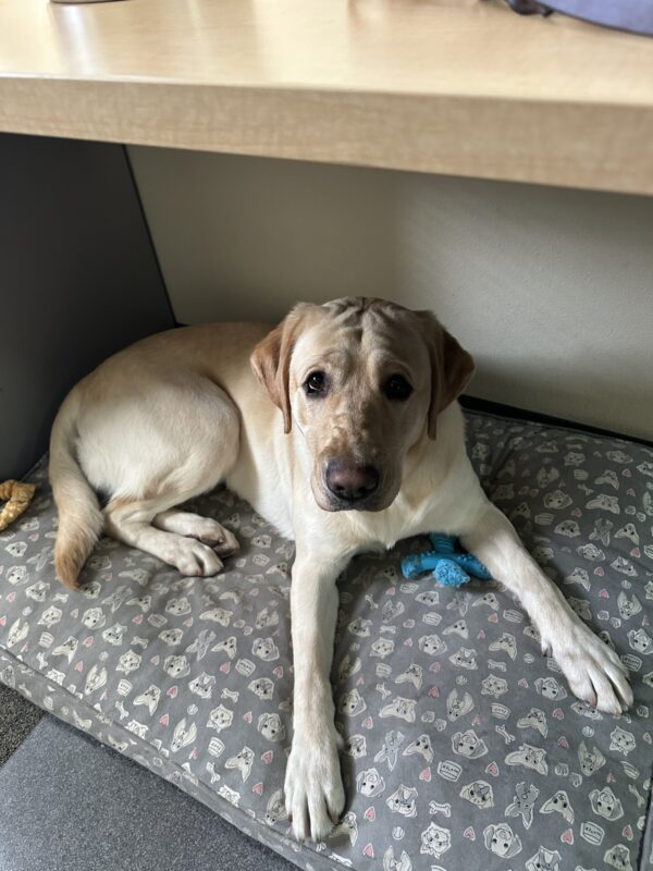 A female yellow lab named Zena is lying on a dog bed under a desk. She is looking up at the camera with her adorable wrinkly face.