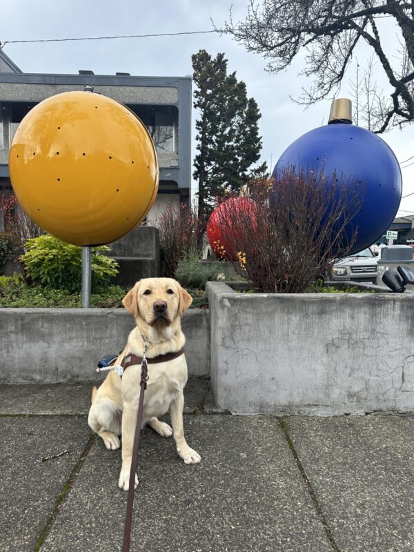 Zena, a female yellow lab, sits in front of a raised garden bed displaying large holiday ornaments. She is wearing her guide dog harness and is looking towards the camera.