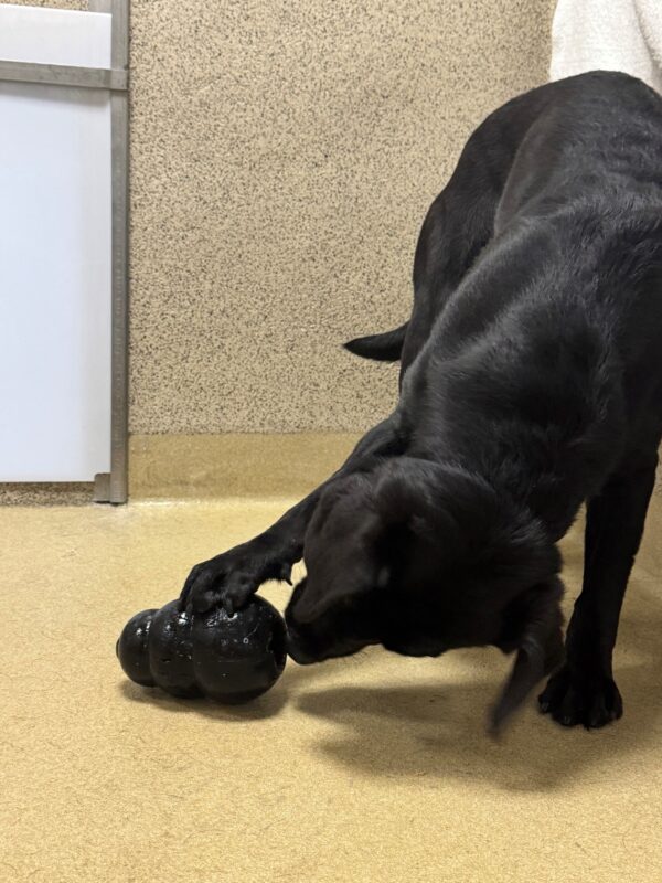 Zoe is figuring out how to get her kibble treats out of a frozen Kong. She holds one paw on top of the Kong to keep it in place while sticking her tongue into the top of the Kong.