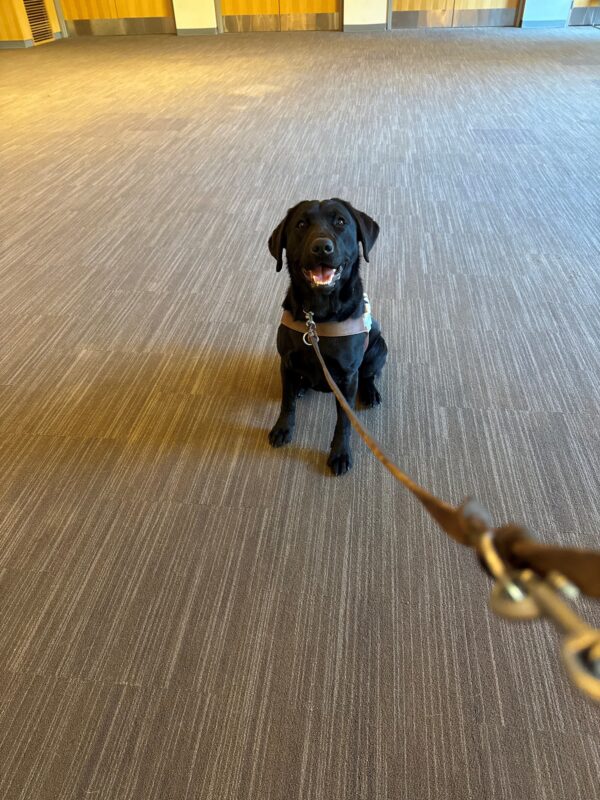 Zoe sits in harness with wide open mouth giving the appearance of a smile. She is sitting in a large, carpeted room on a long leash while placed in a sit stay.