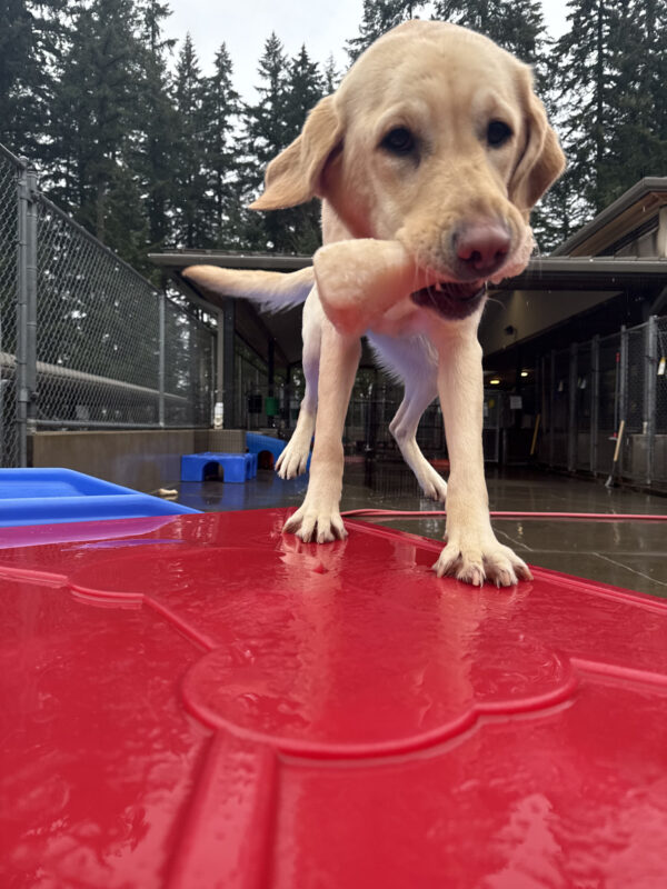 Adore, a female yellow lab/golden cross, plants her front feet on the top of a red plastic play structure in one of our community run areas. Her rear legs fly up in the air behind her, followed by a wagging tail, and she holds a plastic bone in her mouth. Tall pine trees expand in the background.