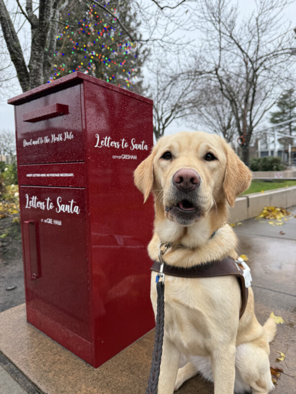 Adore, a female yellow lab/golden cross, sits in her GDB harness. To the left of the image is a large, dark red box with white lettering of