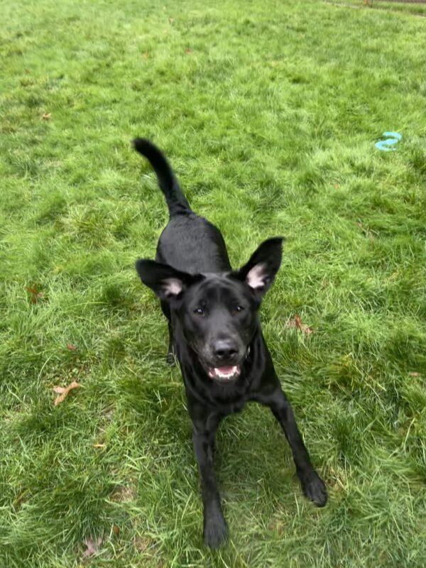 Autumn bounces in the grass, ready to play. Both of her ears are flying outward with the bounce and her mouth is open, showing her bottom teeth and her pink tongue.