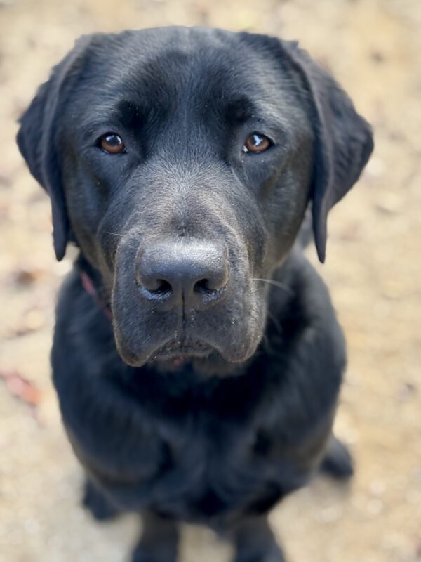 A handsome,  close-up shot of Beck sitting and looking up at the camera while off leash in a play yard. The image is focused on his face with the background blurred.
