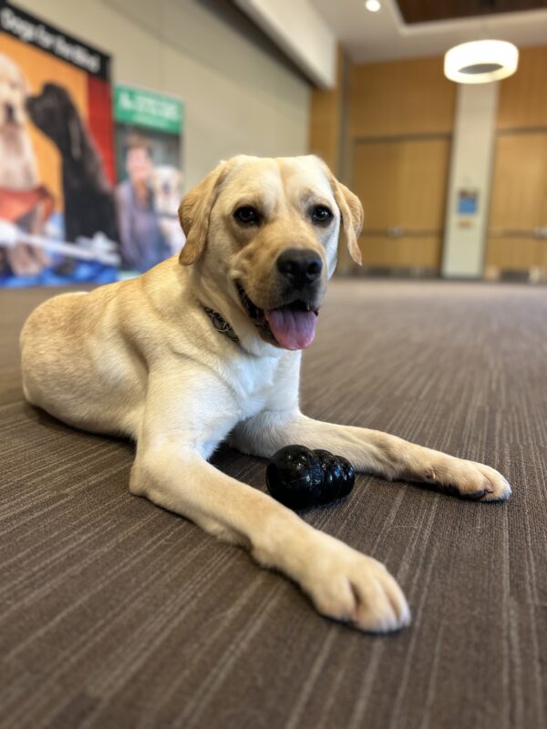 Danson is lying down on the carpet in a large room. He has just finished running around playing with a Kong toy, which is now on the floor between his front paws. Danson is looking at the camera and his tongue is out.