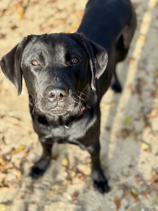 Gabby looks up at the camera while off leash in a play yard, her eyes sparkling in the sun. The image is focused on her face, blurred fall leaves can be seen on the ground around her.