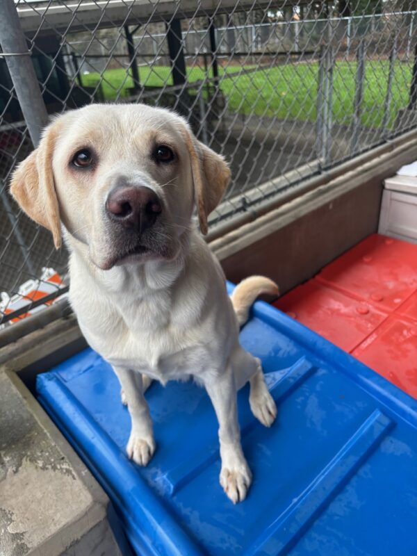 A yellow lab sits on a blue plastic play structure looking into the camera. Behind her is fencing.