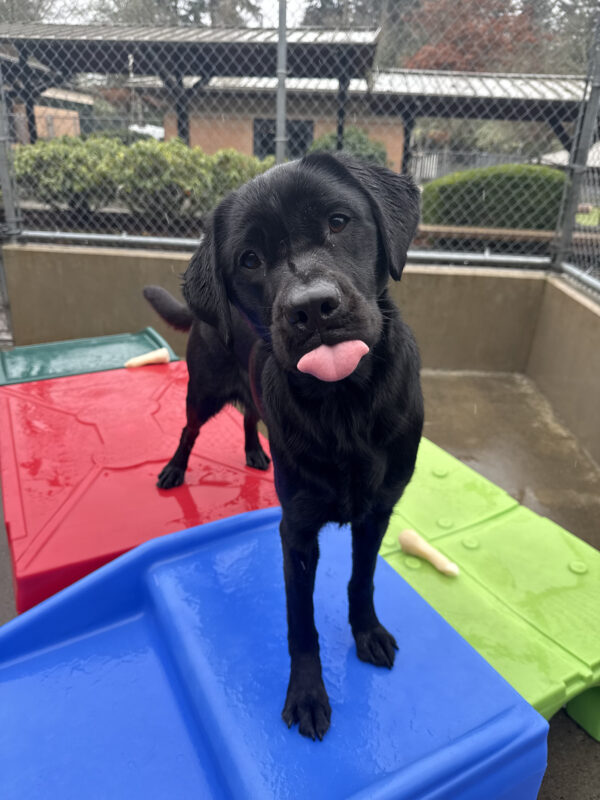 Olena, a female black lab, stands atop a red, blue, and green plastic play structure in one of our community run areas. She looks up at the camera and sticks her tongue out as she hopes another kibble may be on it's way.