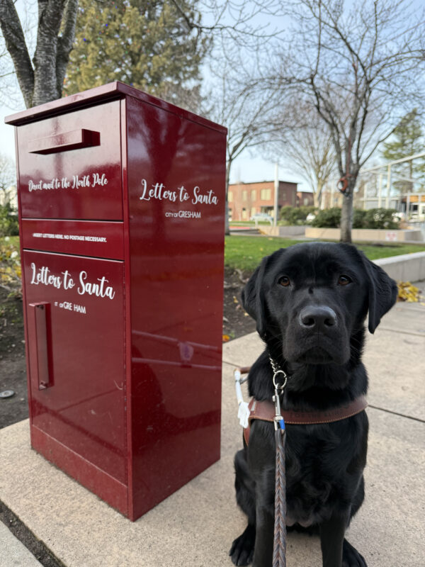Olena, a female yellow lab, sits in her GDB harness in front of a dark red