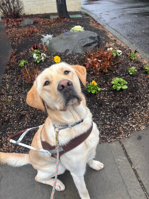 A yellow lab sits on a sidewalk in harness looking at the camera. Behind him is a small garden bed with pansies and a large rock. It is a wet day!