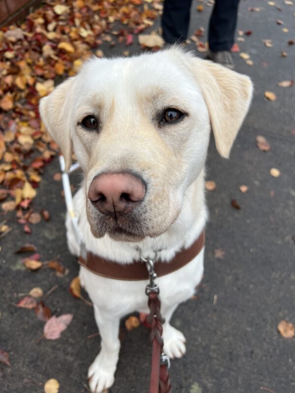 Pink, a very lightly colored yellow lab, is sitting on the sidewalk surrounded by fall colored leaves. Pink is wearing her leather harness and is looking sweetly towards the camera.