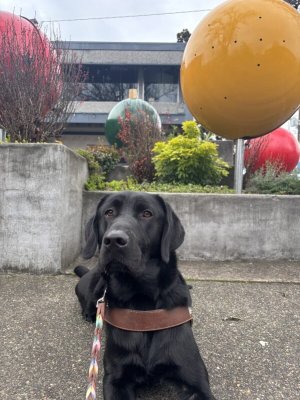 A black lab lays on a sidewalk in harness. He is looking into the camera with a calm expression. Behind him is a raised cement garden bed with large colorful holiday ornaments displayed.