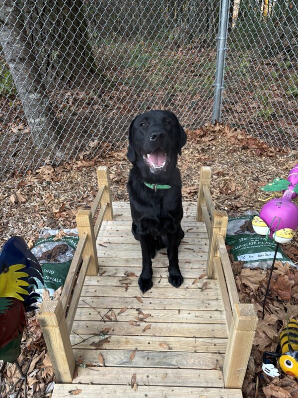 A black lab sits on a wooden bridge looking into the camera with his mouth open in a happy expression. On either side of the small bridge, are bright colored metal yard ornaments and bags of river rocks. Behind him is a fence and forest scape with brown leaves on the ground.