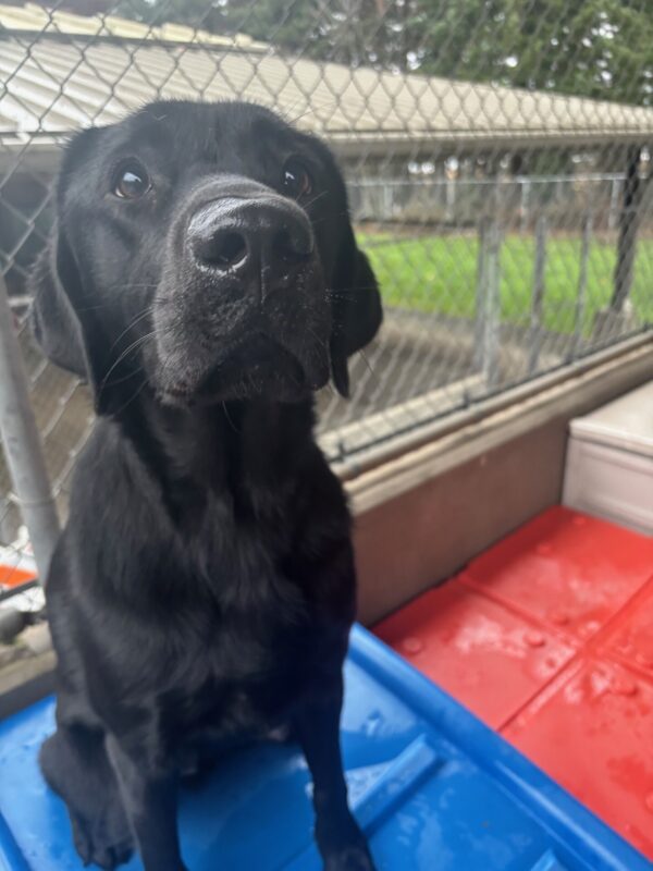A black lab looks into the camera as he sits on a blue play structure. Behind him is fencing and a red play structure.