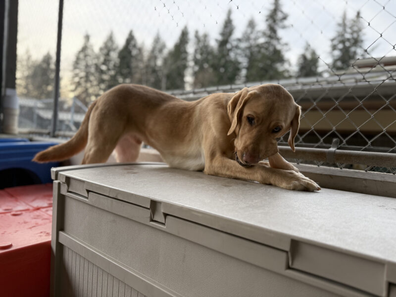 Ripley, a male yellow lab, lays down atop of a gray storage bin in one of our community run areas. He chews a bone held between his front paws, while his rear legs hang off the edge of the bin and are stretched out behind him.