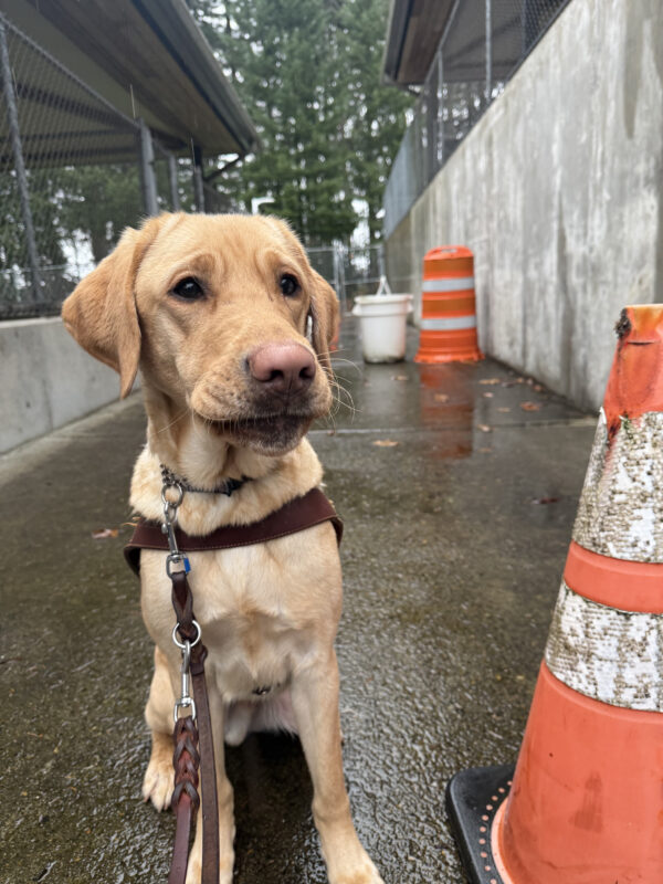 Ripley, a male yellow lab, sits in his GDB harness in an obstacle course here on our Oregon campus. Two orange traffic cones and a white trash bin are laid out on the path.