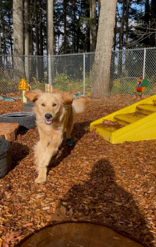 Cory is running through a bark chip area towards the camera. His ears are flying in the air and his mouth is open.