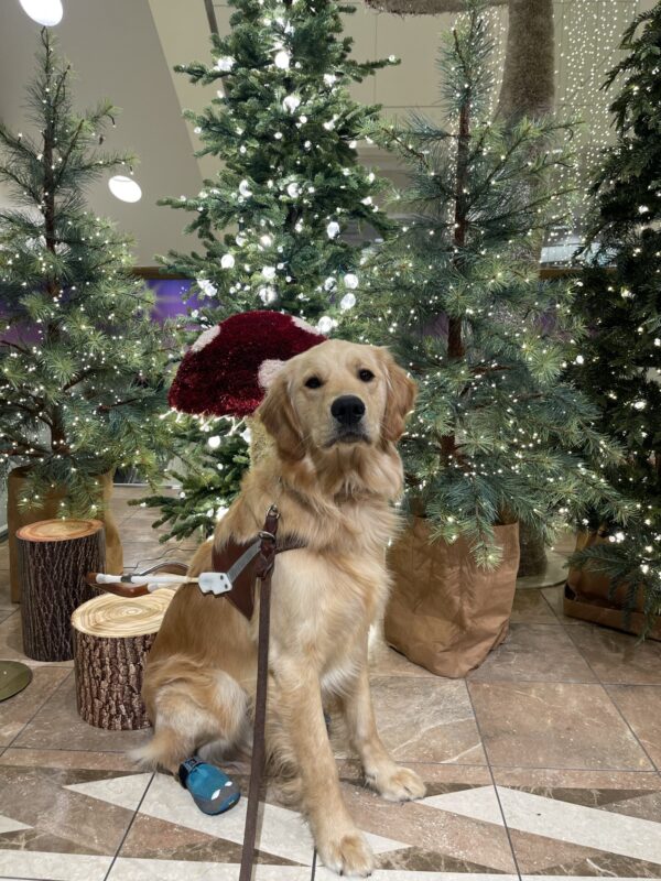 Cory is sitting in front of lighted pine trees and a large mushroom. He is wearing his harness and back booties and looking at the camera.
