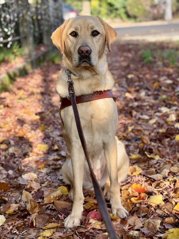 Timber sits facing the camera while wearing his guide dog harness, the sidewalk covered in fall leaves.