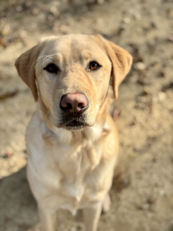 Timber sits while off leash in a play yard, looking up at the camera. The image is focused on his face and his sweet expression.