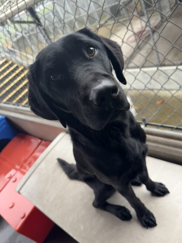 Travis, a male black lab, sits atop a gray outdoor plastic storage bin in one of our community run areas. He looks up at the camera with a sweet-yet-serious expression.
