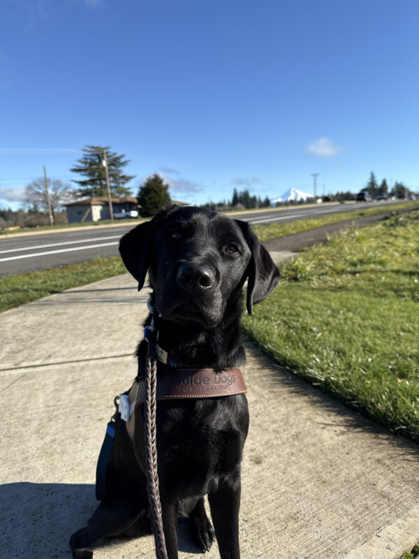 Travis, a male black lab, sits in his GDB harness on a sidewalk. His black fur, nose, and the grass in the background all shimmer in an unusually sunny winter day. In the background amidst the clear blue sky, beautiful snow-covered Mount Hood can be seen.