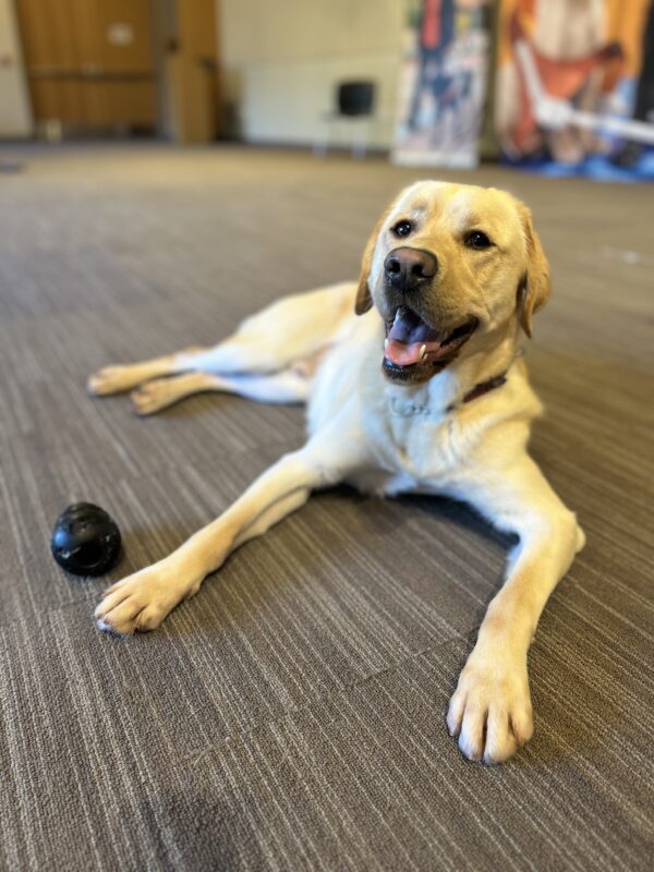 Verve is lying down on the carpet of a large room. He has just finished running around playing with a Kong toy, which is now on the floor next to his paw. He is relaxed and looking at the camera with his mouth open.