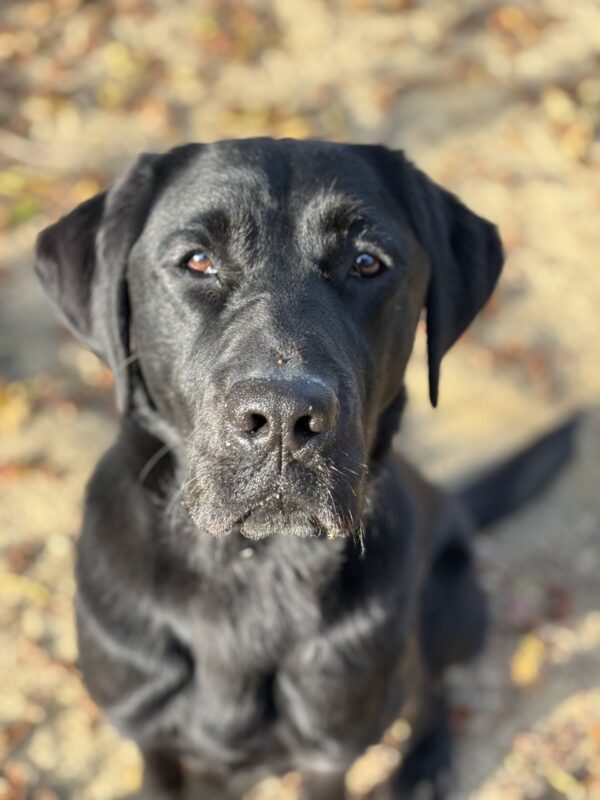 Wiley sits while off leash in a play yard. The image is focused on his face, with the sunlight making his coat shine!