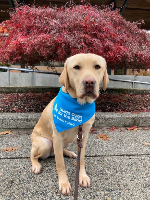 Dara sits on the sidewalk in front of a tree with dark burgundy leaves.  She is looking at the camera with soft brown eyes, proudly wearing her blue K9 Buddy scarf.