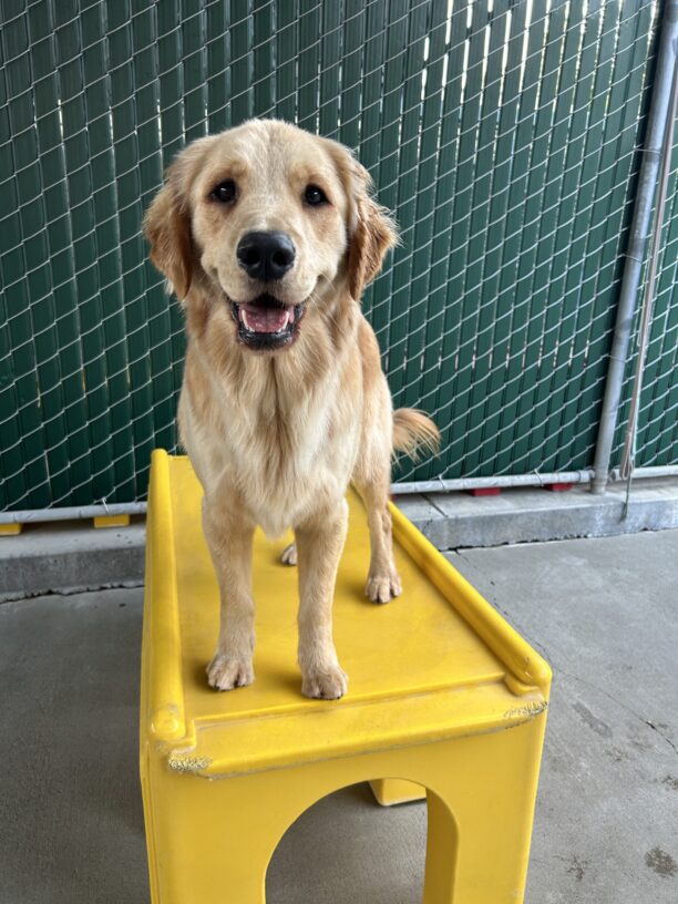 Camden is standing on a yellow play structure in the community run yard. He is looking at the camera and his mouth is open in a big grin.