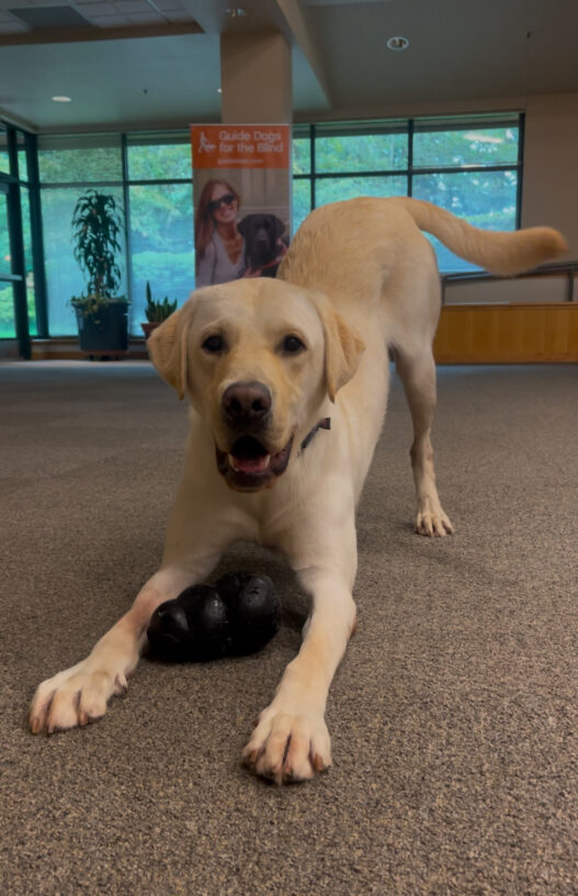 Yellow Labrador Retriever Wilshire is off-leash in a room and posed in a play bow position with a black Kong between his front paws. He has a goofy smile and looks directly at the camera.