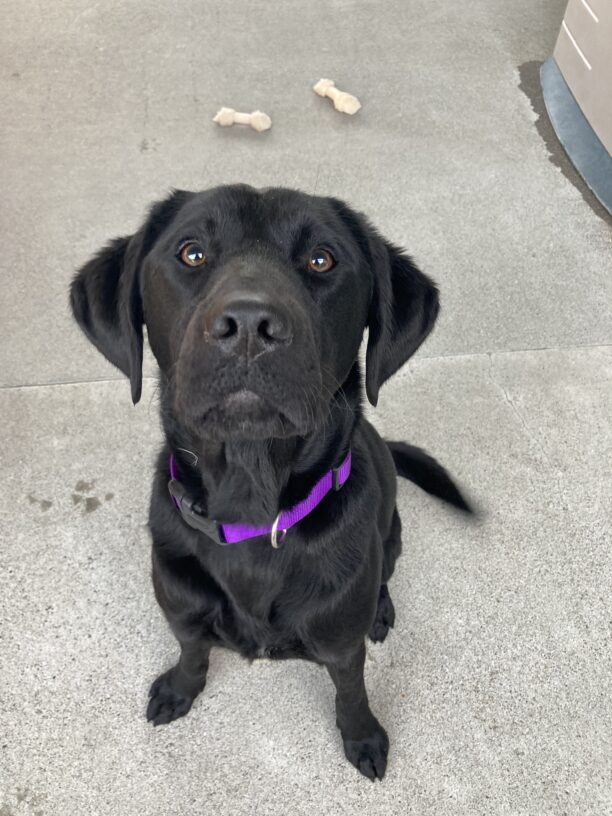 Gandalf sits looking up at the camera in a play yard. he is wearing a purple collar and nylabones are in the background.