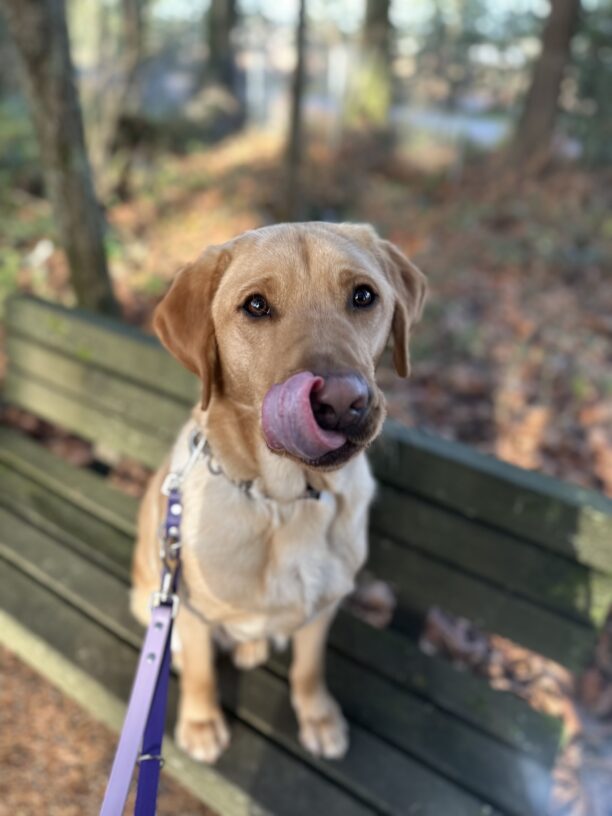Tater sits on a bench in a wooded area. He is looking into the camera and his pink tongue is out licking his nose.