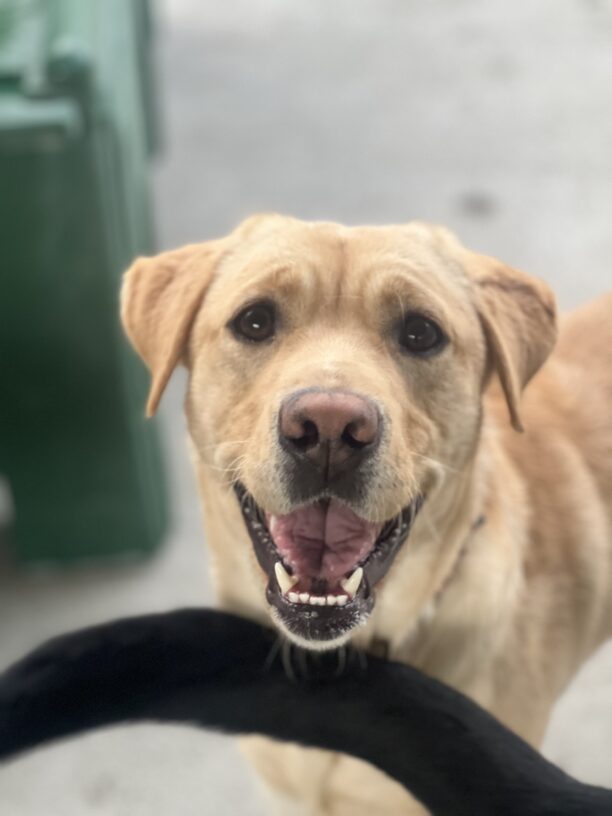 Sven smiles big for his portrait. He is happy as he was playing with his friends!