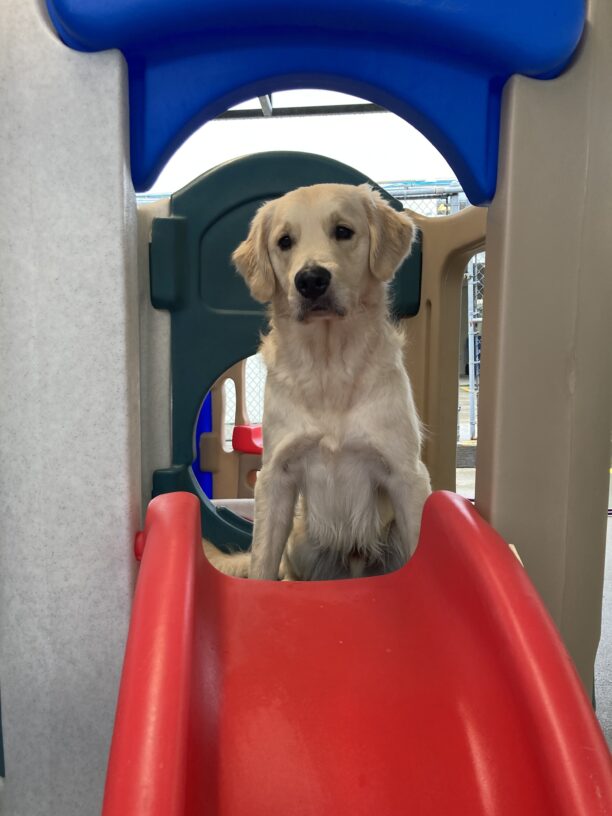 Bryce looking straight at camera sitting on a play structure in community run