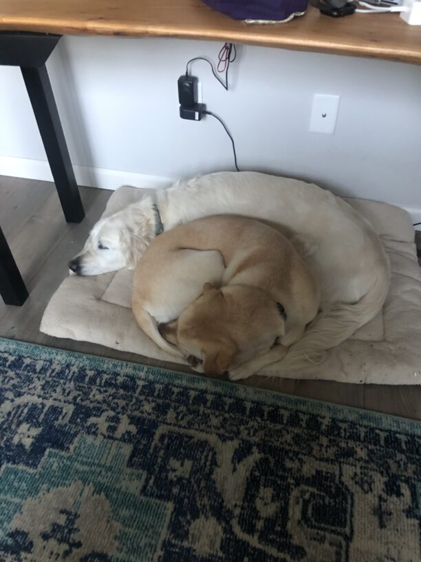 Yellow Labrador Retriever Nomi is curled up with her foster care friend on a dog bed.